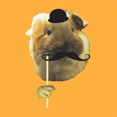 m06db_Guinea_Pig_Moustache_Crosshatch_orange_background1