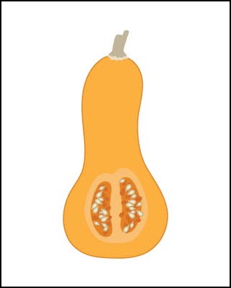 fv04 db_Butternut_Squash_8_x_101